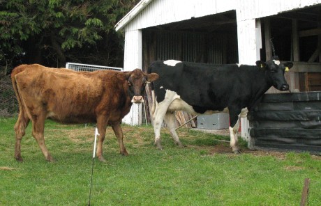 While Milkshake gets to the shed first, Mona won't  let her in first!
